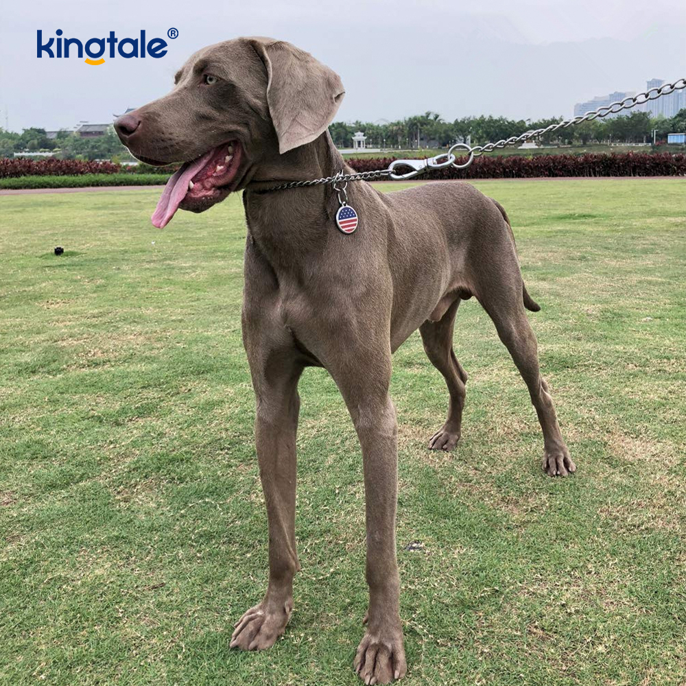 Metal Training Dog Choke Collar Slip P Rantaian Berat Rantaian Untuk Anjing
