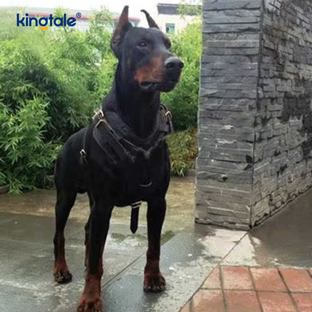 Tali Kulit Anjing yang Melebar dan Menebal Kulit Lembu Hitam Kulit