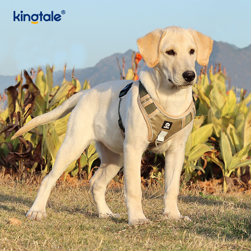 Nylon Rivet Reflektif Boleh Laras Bernafas Sport Harness Dengan Tali Anjing