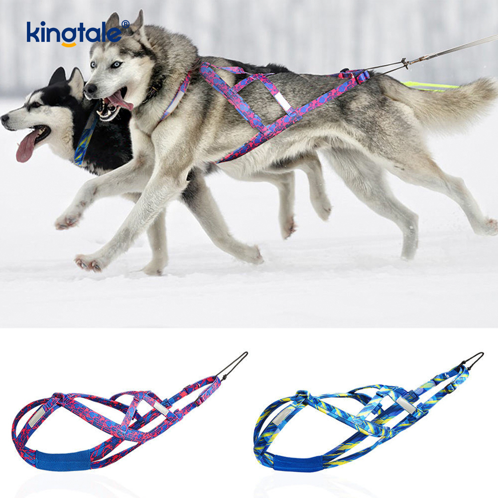 Abah-abah Abah-abah Belakang Anjing Menarik Husky Mushing X untuk Anjing